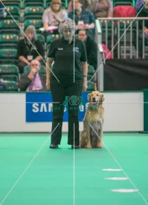 <b class=qtipBold><figcaption>Dog sitting with handler</figcaption></b><br><em>© Roger Sjolstad / The Kennel Club</em> Dog sitting with handler