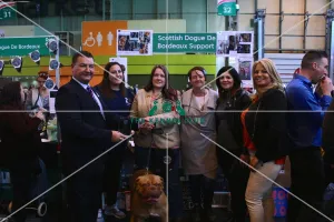 <b class=qtipBold><figcaption>dogue de boreaux best of breed stand</figcaption></b><br><em>© The Kennel Club</em> dogue de boreaux best of breed stand