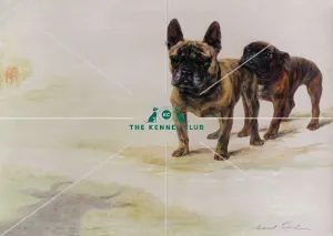 <b class=qtipBold><figcaption>England Expects</figcaption></b><br>Signed Oil on canvas 18 x 24 ins There was much political infighting between supporters of Toy Bulldogs, Miniature Bulldogs and French Bulldogs: the Kennel Club would not have them, the Bulldog people didn't want them but the French Bulldog Club finally won the day and that breed survived, although all three were probably variants of the same. The two here are Toy Bulldogs, a breed that did not survive the First World War. They are Ch Peter Amos and Ch Ninon de L'Enclos, both owned by Lady Pilkington who made up eight of the 20 Champions in the breed. This is the original painting for the photogravure number 22, England Expects, in Maud Earl's portfolio 'Terriers and Toys'. England Expects