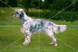 <b class=qtipBold><figcaption>English Setter</figcaption></b><br><br><em>© Diane Pearce Collection / The Kennel Club</em> English Setter