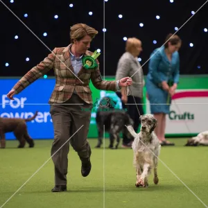 <b class=qtipBold><figcaption>English Setter</figcaption></b><br>Gundog Group judging<br><em>© Yulia Titovets / The Kennel Club </em> English Setter