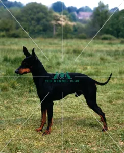 <b class=qtipBold><figcaption>English Toy Terrier</figcaption></b><br><br><em>© Diane Pearce Collection / The Kennel Club</em> English Toy Terrier