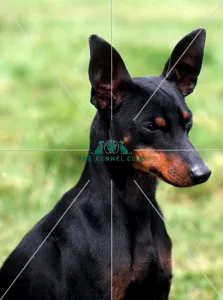<b class=qtipBold><figcaption>English Toy Terrier-Black and Tan</figcaption></b><br><br><em>© Diane Pearce Collection / The Kennel Club</em> English Toy Terrier-Black and Tan