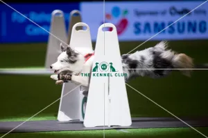 <b class=qtipBold><figcaption>Flyball</figcaption></b><br><em>© Yulia Titovets / The Kennel Club</em> Flyball