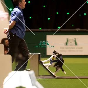 <b class=qtipBold><figcaption>Flyball</figcaption></b><br><em>© Yulia Titovets / The Kennel Club</em> Flyball