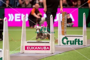<b class=qtipBold><figcaption>Flyball competition</figcaption></b><br><em>© Yulia Titovets / The Kennel Club</em> Flyball competition