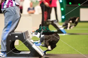 <b class=qtipBold><figcaption>Flyball final</figcaption></b><br><em>© Yulia Titovets / The Kennel Club</em> Flyball final