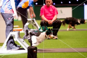<b class=qtipBold><figcaption>Flyball quarter finals</figcaption></b><br><em>© Yulia Titovets / The Kennel Club</em> Flyball quarter finals
