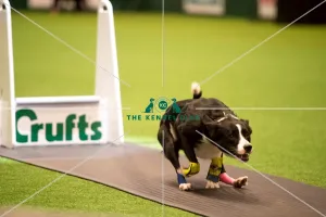 <b class=qtipBold><figcaption>Flyball Semi final</figcaption></b><br><em>© Yulia Titovets / The Kennel Club</em> Flyball Semi final