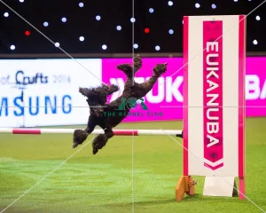 <b class=qtipBold><figcaption>Flying Poodle</figcaption></b><br>Crufts team - Medium Final<br><em>© Yulia Titovets / The Kennel Club</em> Flying Poodle