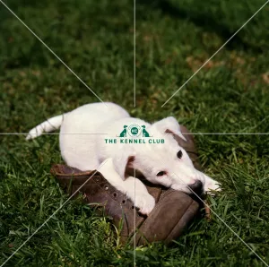 <b class=qtipBold><figcaption>Fox Terrier Puppy</figcaption></b><br><br><em>© Diane Pearce Collection / The Kennel Club</em> Fox Terrier Puppy