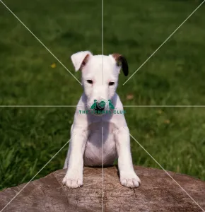 <b class=qtipBold><figcaption>Fox Terrier Puppy</figcaption></b><br><br><em>© Diane Pearce Collection / The Kennel Club</em> Fox Terrier Puppy