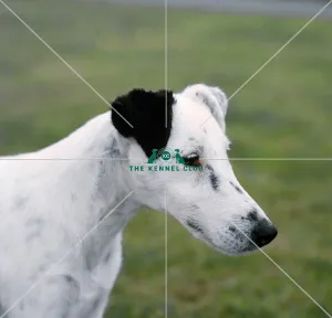 <b class=qtipBold><figcaption>Fox Terrier-Smooth</figcaption></b><br><br><em>© Diane Pearce Collection / The Kennel Club</em> Fox Terrier-Smooth