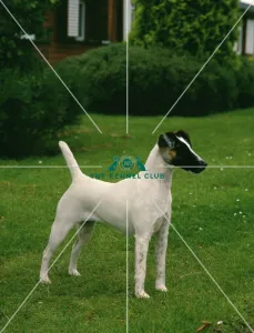 <b class=qtipBold><figcaption>Fox Terrier (Smooth Haired)</figcaption></b><br><br><em>© Diane Pearce Collection / The Kennel Club</em> Fox Terrier (Smooth Haired)