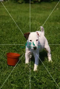 <b class=qtipBold><figcaption>Fox Terrier-Smooth puppy</figcaption></b><br><br><em>© Diane Pearce Collection / The Kennel Club</em> Fox Terrier-Smooth puppy