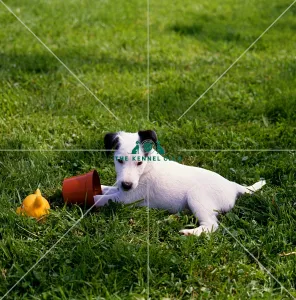 <b class=qtipBold><figcaption>Fox Terrier (Smooth) puppy</figcaption></b><br><br><em>© Diane Pearce Collection / The Kennel Club</em> Fox Terrier (Smooth) puppy