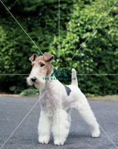<b class=qtipBold><figcaption>Fox Terrier (Wire)</figcaption></b><br><br><em>© Diane Pearce Collection / The Kennel Club</em> Fox Terrier (Wire)