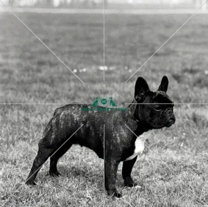 <b class=qtipBold><figcaption>French Bulldog</figcaption></b><br>Ch Miss Ragamuffin of Crindle<br><em>© Diane Pearce Collection / The Kennel Club</em> French Bulldog