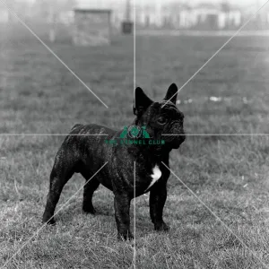 <b class=qtipBold><figcaption>French Bulldog</figcaption></b><br>Mr Benjamin of Crindle<br><em>© Diane Pearce Collection / The Kennel Club</em> French Bulldog