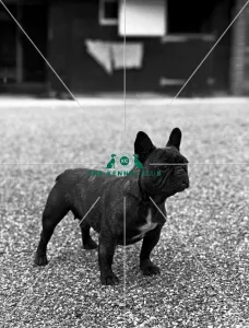 <b class=qtipBold><figcaption>French Bulldog</figcaption></b><br>Tollydane Miss Cartier<br><em>© Diane Pearce Collection / The Kennel Club</em> French Bulldog