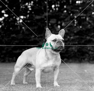 <b class=qtipBold><figcaption>French Bulldog</figcaption></b><br>Ch Quatt Paddington of Ferryland<br><em>© Diane Pearce Collection / The Kennel Club</em> French Bulldog