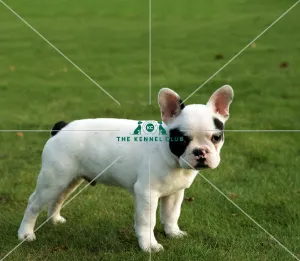 <b class=qtipBold><figcaption>French Bulldog Puppy</figcaption></b><br><br><em>© Diane Pearce Collection / The Kennel Club</em> French Bulldog Puppy