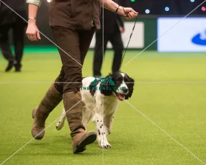 <b class=qtipBold><figcaption>Gamekeepers Competition Final Winner</figcaption></b><br><em>© Yulia Titovets / The Kennel Club</em> Gamekeepers Competition Final Winner