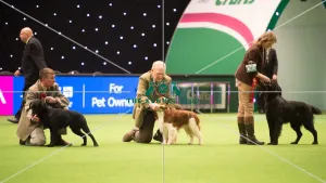 <b class=qtipBold><figcaption>Gamekeepers Competition judging</figcaption></b><br><em>© Yulia Titovets / The Kennel Club</em> Gamekeepers Competition judging