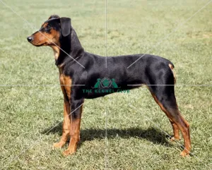<b class=qtipBold><figcaption>German Pinscher</figcaption></b><br><br><em>© Diane Pearce Collection / The Kennel Club</em> German Pinscher