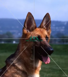 <b class=qtipBold><figcaption>German Shepherd Dog</figcaption></b><br><br><em>© Diane Pearce Collection / The Kennel Club</em> German Shepherd Dog