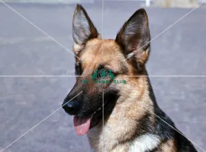 <b class=qtipBold><figcaption>German Shepherd Dog</figcaption></b><br><br><em>© Diane Pearce Collection / The Kennel Club</em> German Shepherd Dog