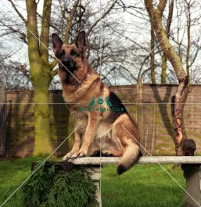 <b class=qtipBold><figcaption>German Shepherd Dog</figcaption></b><br><br><em>© Diane Pearce Collection / The Kennel Club</em> German Shepherd Dog