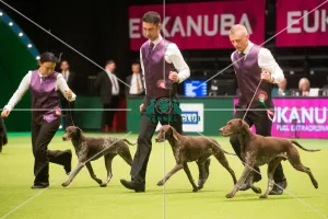 <b class=qtipBold><figcaption>German Shorthaired Pointers</figcaption></b><br>The Kennel Club Crufts 2015 German Shorthaired Pointers