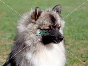 <b class=qtipBold><figcaption>German Spitz-Klein</figcaption></b><br><br><em>© Diane Pearce Collection / The Kennel Club</em> German Spitz-Klein