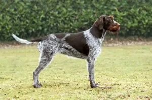Images Dated 24th December 2007: German Wirehaired Pointer