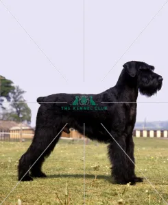 <b class=qtipBold><figcaption>Giant Schnauzer</figcaption></b><br><br><em>© Diane Pearce Collection / The Kennel Club</em> Giant Schnauzer