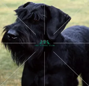 <b class=qtipBold><figcaption>Giant Schnauzer</figcaption></b><br><br><em>© Diane Pearce Collection / The Kennel Club</em> Giant Schnauzer