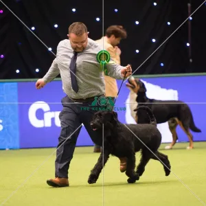 <b class=qtipBold><figcaption>Giant Schnauzer</figcaption></b><br>Working Group judging GIANT SCHNAUZER<br><em>© Yulia Titovets</em> Giant Schnauzer