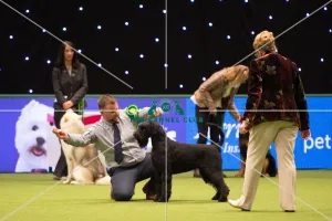 <b class=qtipBold><figcaption>Giant Schnauzer</figcaption></b><br>Working Group judging GIANT SCHNAUZER<br><em>© Yulia Titovets</em> Giant Schnauzer