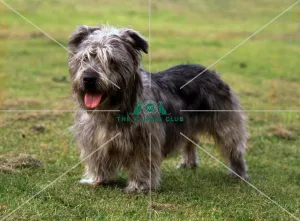 <b class=qtipBold><figcaption>Glen Of Imaal Terrier</figcaption></b><br><br><em>© Diane Pearce Collection / The Kennel Club</em> Glen Of Imaal Terrier