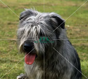 <b class=qtipBold><figcaption>Glen Of Imaal Terrier</figcaption></b><br><br><em>© Diane Pearce Collection / The Kennel Club</em> Glen Of Imaal Terrier