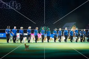 <b class=qtipBold><figcaption>Golden Retriever Display</figcaption></b><br><em>© Yulia Titovets / The Kennel Club</em> Golden Retriever Display
