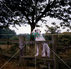 <b class=qtipBold><figcaption>Great Dane Puppy</figcaption></b><br><br><em>© Diane Pearce Collection / The Kennel Club</em> Great Dane Puppy