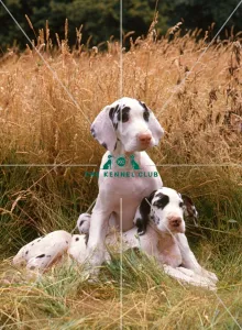 <b class=qtipBold><figcaption>Great Dane puppy</figcaption></b><br><br><em>© Diane Pearce Collection / The Kennel Club</em> Great Dane puppy