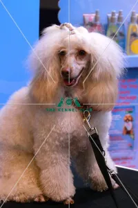 <b class=qtipBold><figcaption>groom room</figcaption></b><br><em>© The Kennel Club</em> groom room