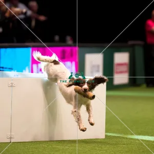 <b class=qtipBold><figcaption>Gundog Display - Kipperidge Gundogs</figcaption></b><br><em>© Yulia Titovets / The Kennel Club</em> Gundog Display - Kipperidge Gundogs