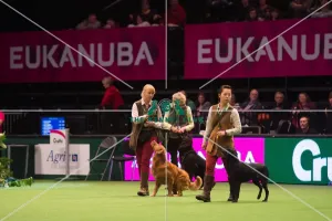 <b class=qtipBold><figcaption>Gundog Display - Philippa Williams</figcaption></b><br><em>© Yulia Titovets / The Kennel Club</em> Gundog Display - Philippa Williams
