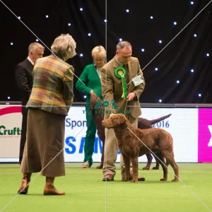 <b class=qtipBold><figcaption>Gundog Group</figcaption></b><br><em>© Yulia Titovets / The Kennel Club</em> Gundog Group