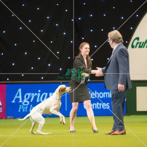 <b class=qtipBold><figcaption>Gundog Group 2</figcaption></b> Gundog Group 2