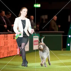 <b class=qtipBold><figcaption>Gundog Group - AV Imported Register</figcaption></b><br><em>© Yulia Titovets / The Kennel Club</em> Gundog Group - AV Imported Register